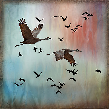 Migration