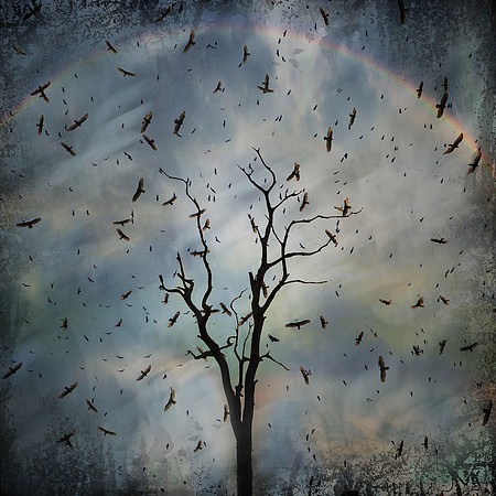 Generous Dream