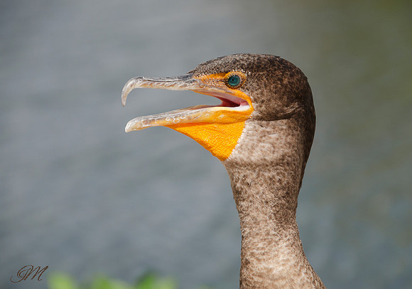 Anhinga