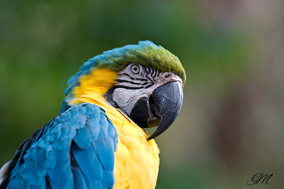 Blue and gold macaw