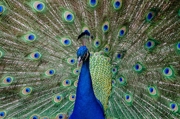 Peacock