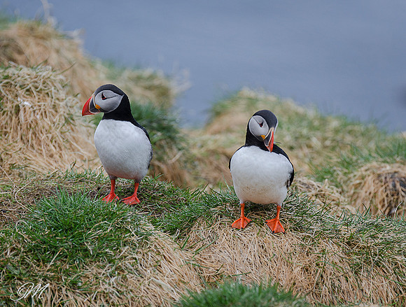 Puffins