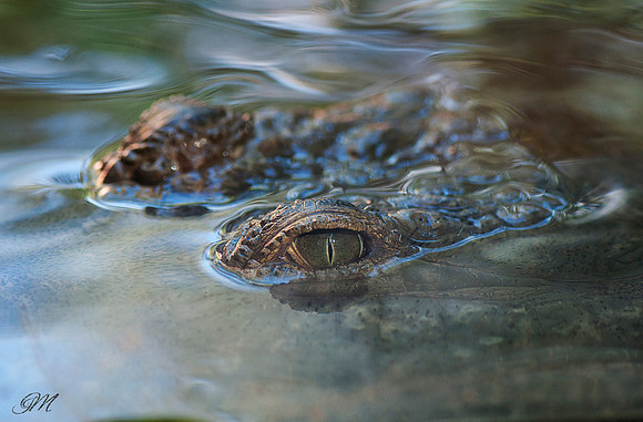 Aligator