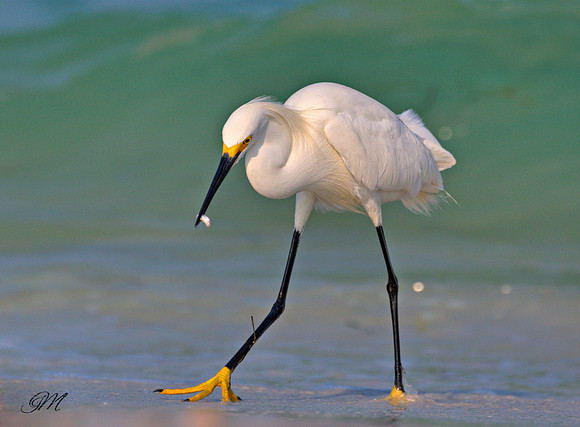 Snowy egret