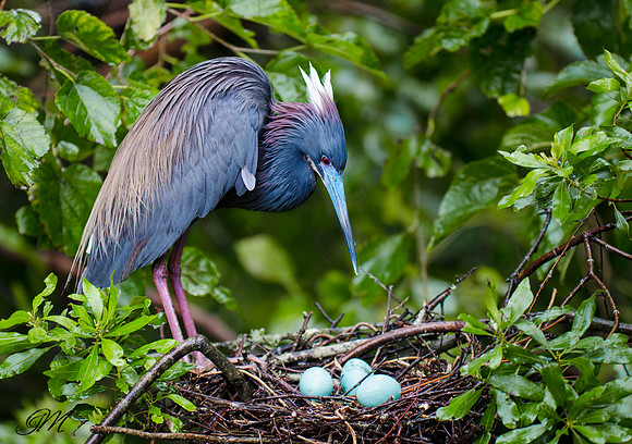 Heron and three eggs
