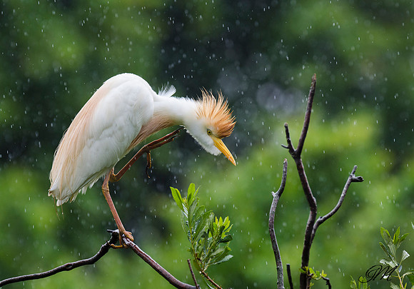 Cattle Egret in the rain