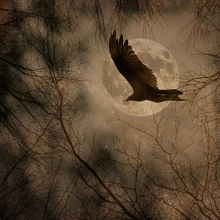 Moonlight