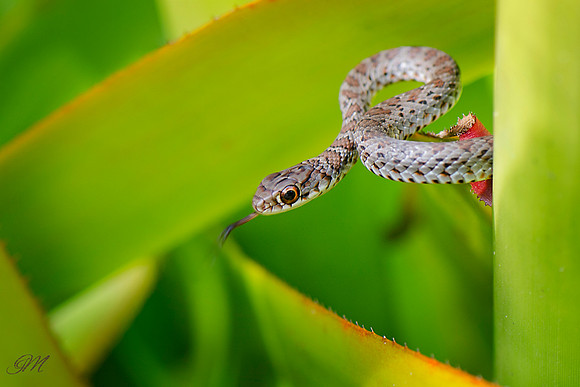 Juvenile Coluber constrictor priapus (Black racer)