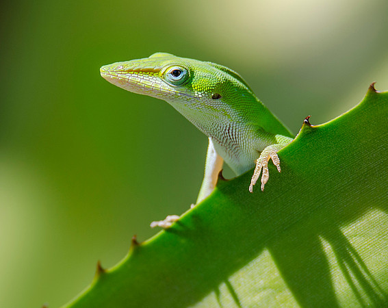 Pretty in green