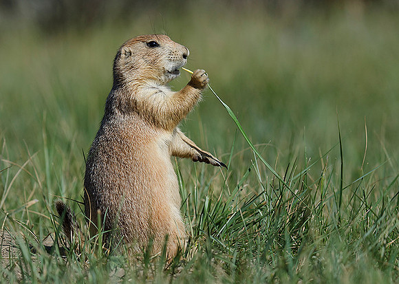 Prairie Dog