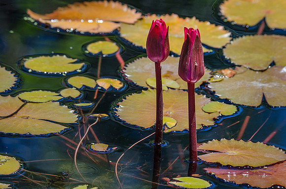 Lily Pond Greeting Card