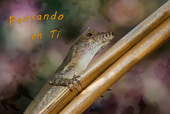 Pensando en Ti Tarjeta de Felicitación