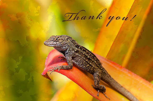 Thank you! Greeting Card