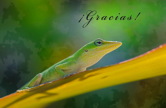Gracias! Tarjeta de Felicitación