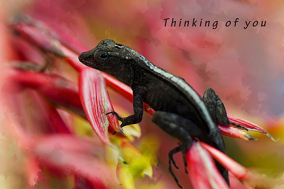 Thinking of You Greeting Card