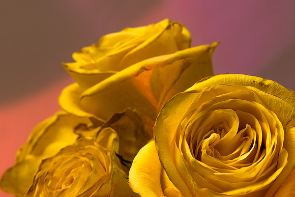 Day 78 - Color Yellow
