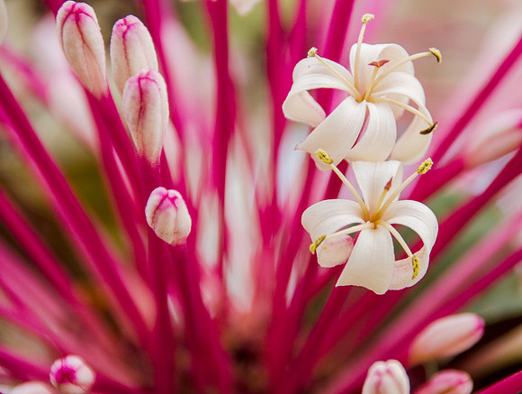 Day 144 - Nature at Home -1