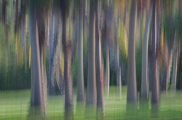 A Lost Forest